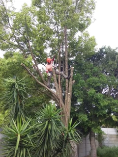 Tree trimming/tree felling/palm tree coning/all tree services Newlands and surrounds. Tree Fellas
