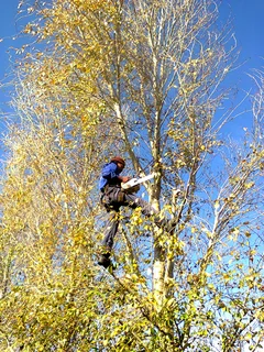 Tree trimming/tree felling/palm tree coning/all tree services Durbanville and surrounds. Tree Fellas
