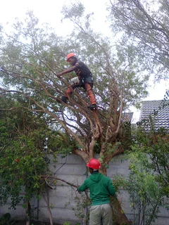 Tree trimming/tree felling/palm tree coning/all tree services Durbanville and surrounds. Tree Fellas