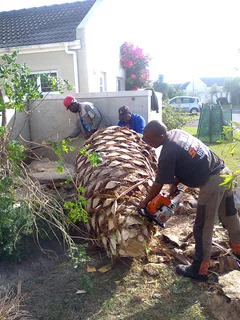 Tree trimming/tree felling/palm tree coning/all tree services Durbanville and surrounds. Tree Fellas