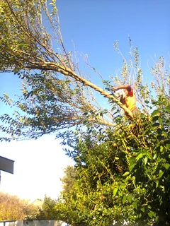 Tree trimming/tree felling/palm tree coning/all tree services Durbanville and surrounds. Tree Fellas