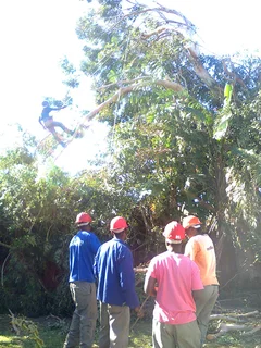 Tree trimming/tree felling/palm tree coning/all tree services Durbanville and surrounds. Tree Fellas