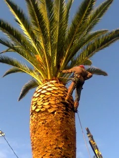 Tree trimming/tree felling/palm tree coning/all tree services Durbanville and surrounds. Tree Fellas