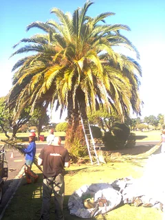Tree trimming/tree felling/palm tree coning/all tree services Durbanville and surrounds. Tree Fellas