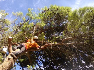 Tree trimming/tree felling/palm tree coning/all tree services Durbanville and surrounds. Tree Fellas