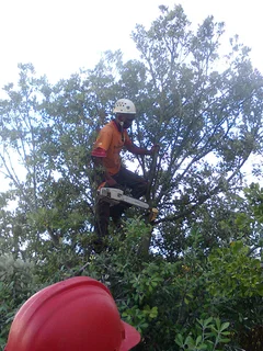 Tree trimming/tree felling/palm tree coning/all tree services Durbanville and surrounds. Tree Fellas
