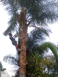 Tree trimming/tree felling/palm tree coning/all tree services Durbanville and surrounds. Tree Fellas