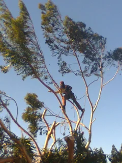 Tree trimming/tree felling/palm tree coning/all tree services Durbanville and surrounds. Tree Fellas