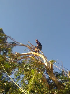 Tree trimming/tree felling/palm tree coning/all tree services Durbanville and surrounds. Tree Fellas