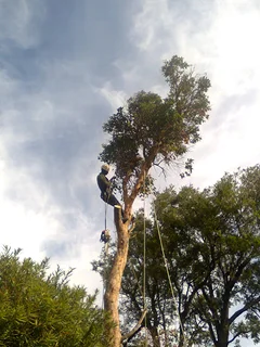 Tree trimming/tree felling/palm tree coning/all tree services Durbanville and surrounds. Tree Fellas