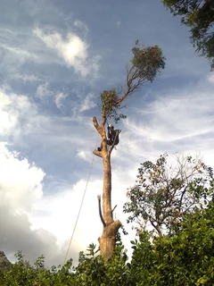 Tree trimming/tree felling/palm tree coning/all tree services Durbanville and surrounds. Tree Fellas