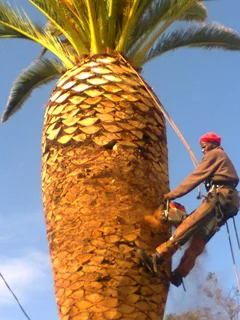 Tree trimming/tree felling/palm tree coning/all tree services Cape  Town and surrounds. Tree Fellas