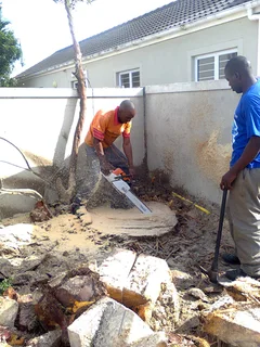 Tree trimming/tree felling/palm tree coning/all tree services Cape  Town and surrounds. Tree Fellas
