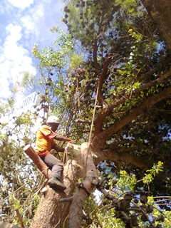 Tree trimming/tree felling/palm tree coning/all tree services Cape  Town and surrounds. Tree Fellas