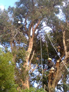 Tree trimming/tree felling/palm tree coning/all tree services Cape  Town and surrounds. Tree Fellas