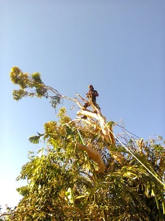 Tree trimming/tree felling/palm tree coning/all tree services Cape  Town and surrounds. Tree Fellas
