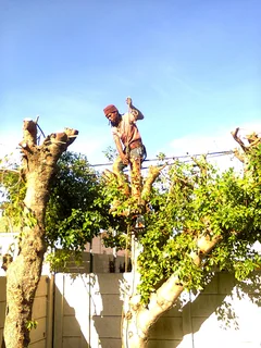 Tree trimming/tree felling/palm tree coning/all tree services Cape  Town and surrounds. Tree Fellas