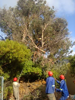 Tree trimming/tree felling/palm tree coning/all tree services Cape  Town and surrounds. Tree Fellas