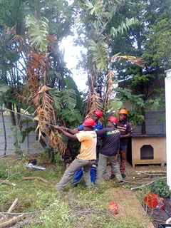 Tree trimming/tree felling/palm tree coning/all tree services Durbanville and surrounds. Tree Fellas