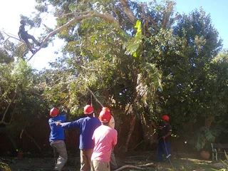 Tree trimming/tree felling/palm tree coning/all tree services Durbanville and surrounds. Tree Fellas