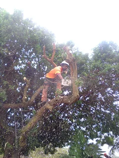 Tree trimming/tree felling/palm tree coning/all tree services Durbanville and surrounds. Tree Fellas