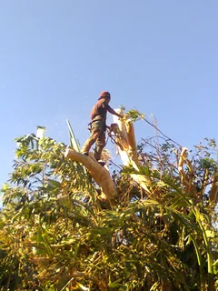 Tree trimming/tree felling/palm tree coning/all tree services Durbanville and surrounds. Tree Fellas