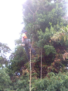 Tree trimming/tree felling/palm tree coning/all tree services Durbanville and surrounds. Tree Fellas