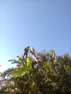 Tree trimming/tree felling/palm tree coning/all tree services Durbanville and surrounds. Tree Fellas