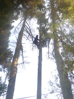 Tree trimming/tree felling/palm tree coning/all tree services Durbanville and surrounds. Tree Fellas