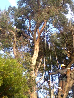 Tree trimming/tree felling/palm tree coning/all tree services Cape Town and surrounds. Tree Fellas