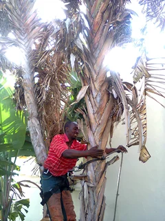 Tree trimming/tree felling/palm tree coning/all tree services  Claremont and surrounds. Tree Fellas