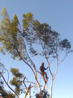 Tree trimming/tree felling/palm tree coning/all tree services  Claremont and surrounds. Tree Fellas