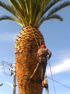 Tree trimming/tree felling/palm tree coning/all tree services  Claremont and surrounds. Tree Fellas