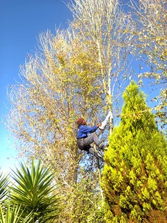 Tree trimming/tree felling/palm tree coning/all tree services  Claremont and surrounds. Tree Fellas