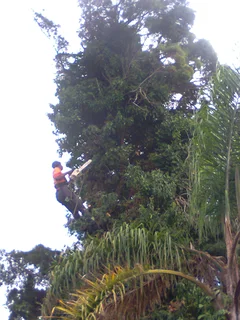 Tree trimming/tree felling/palm tree coning/all tree services  Claremont and surrounds. Tree Fellas