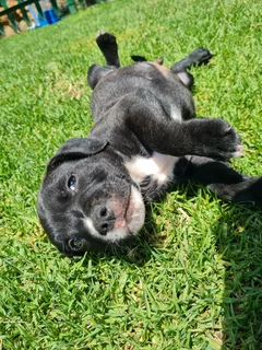 Beautiful puppies for sale