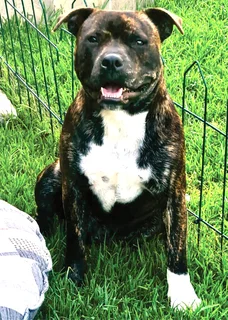 Beautiful puppies for sale