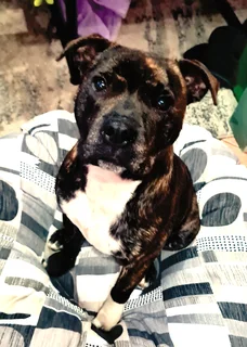 Beautiful puppies for sale