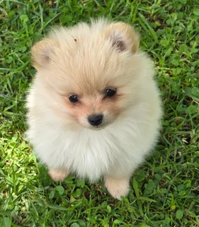 Pomeranian puppies (toypoms)