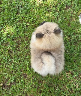 Pomeranian puppies (toypoms)