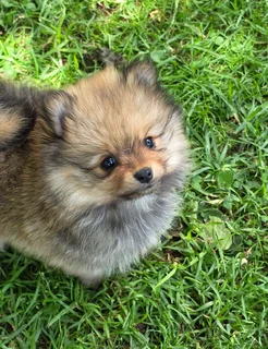 Pomeranian puppies (toypoms)