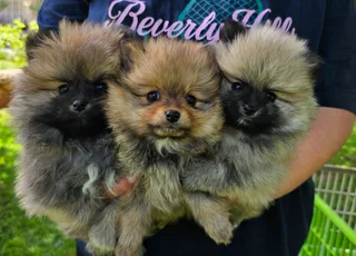 Pomeranian puppies (toypoms)