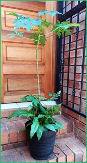 Papaya Trees and Peace Lilies – Perfect for Your Home or Garden