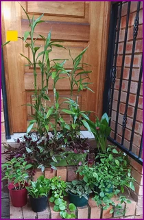 Beautiful Assorted Potted Plants Collection – Perfect for Your Home!