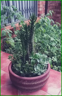Handmade Flowerpot with Succulents &amp; a Stunning Cactus