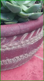 Handmade Flowerpot with Succulents &amp; a Stunning Cactus