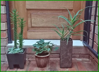 Beautiful Assorted Flowerpots