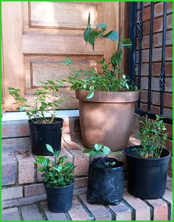 Edible Plant Collection