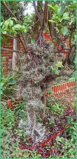 Gorgeous Hanging Air Plant Cluster – 150cm of Garden Magic!