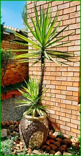 Beautiful Potted Yucca Plant
